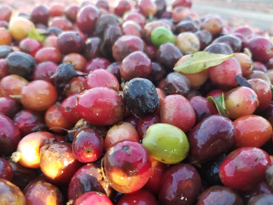 Kaʻū Coffee Cherry Harvest Begins!