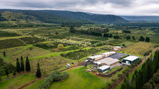 A Hidden Gem on the Big Island: Why Kaʻū Coffee Mill Is Worth the Trip