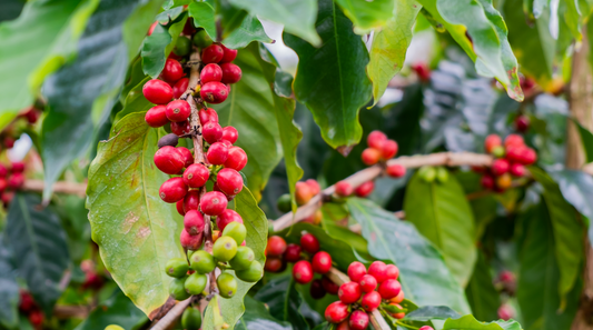 Best Hawaiian Coffee Regions Ranked by Flavor (With Trivia You’ll Love)