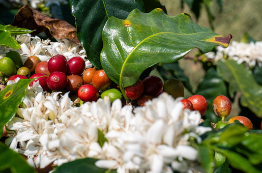 Things to Do on the Big Island of Hawai‘i: Why Coffee Tours Are the Island’s Hidden Gem