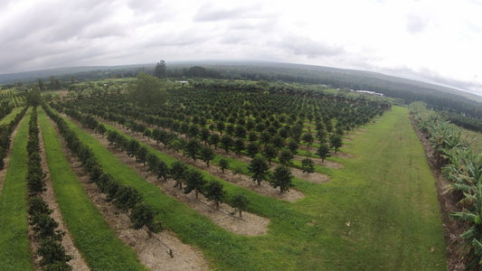 How Does Volcanic Ash Affect Coffee Quality?