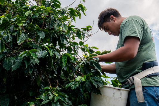 How to Choose Rare Hawaiian Coffee Beans: A Buyer’s Guide