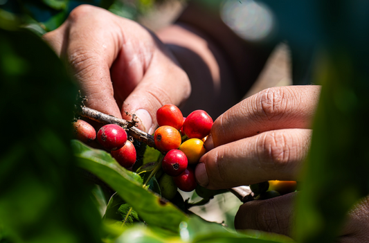 7 Hawaiian Coffee Varieties You Didn’t Know Existed