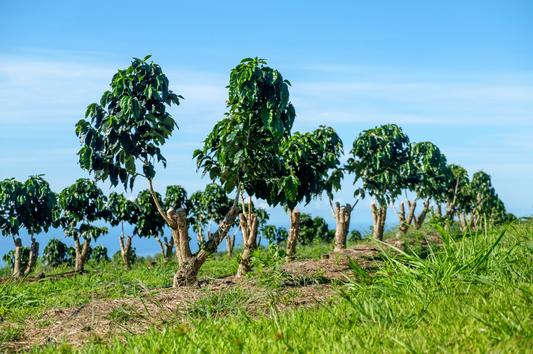 The History of Coffee in Hawaiʻi: From Sugar Plantations to Kaʻū’s Golden Bean