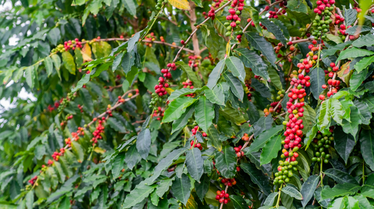 7 Fascinating Facts About Ka‘ū Coffee Heritage and Hawai‘i’s Coffee Roots