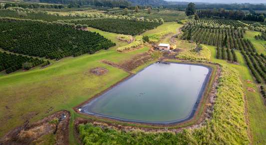 From Farm to Mill: How Kaʻū Coffee Beans Are Grown, Processed, and Roasted
