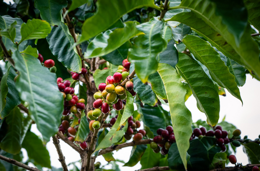 From Hawai‘i’s Volcanic Soil to Your Cup: The Story of Climate-Smart Coffee