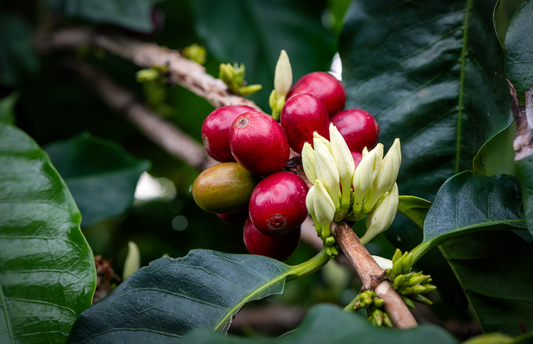 Kaʻū Coffee Heritage: How a Small Region Won the World’s Heart