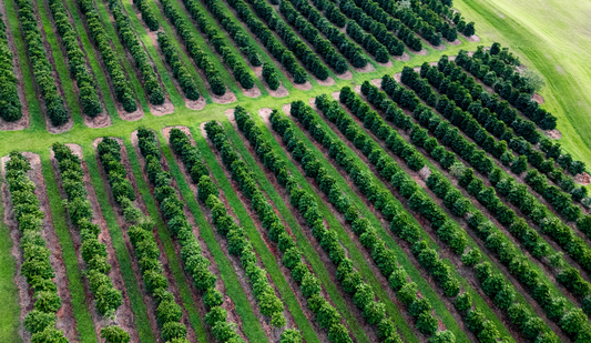 Micro-Lot Coffee Beans: The Hidden Luxury of Hawai‘i’s Coffee Belt