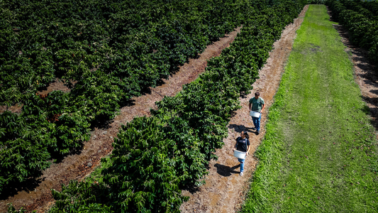 More Than a Cup: How Hawaiʻi-grown Coffee Connects You to the Land