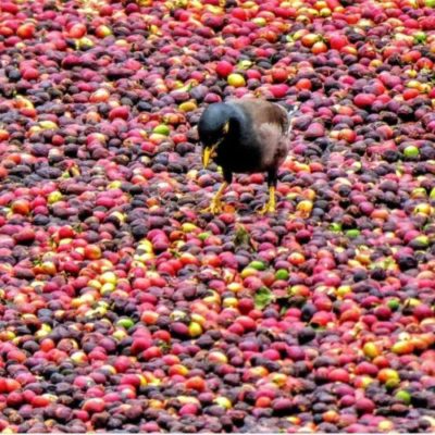 Kaʻū Coffee Cherry Processing