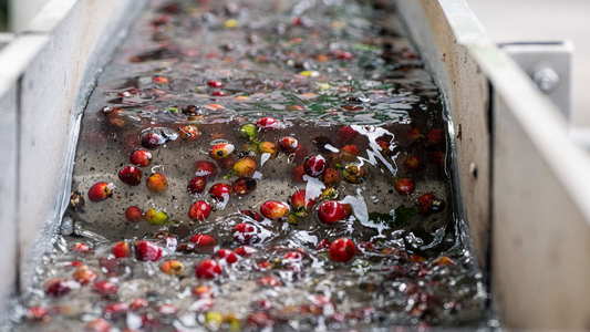 Peaberry Coffee Explained: Why This Rare Bean Is So Highly Prized
