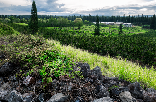 Big Island Coffee Tours: Why a Ka‘ū Coffee Farm Visit Is the Hidden Gem of Hawai‘i