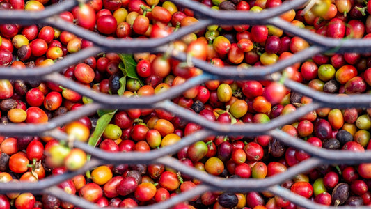 The Purity of the Land: Why 100% Kaʻū Coffee Matters