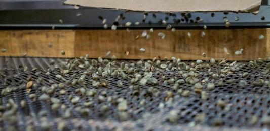 What is Peaberry Coffee? Why This "Single Bean" Mutation is the World’s Best Secret