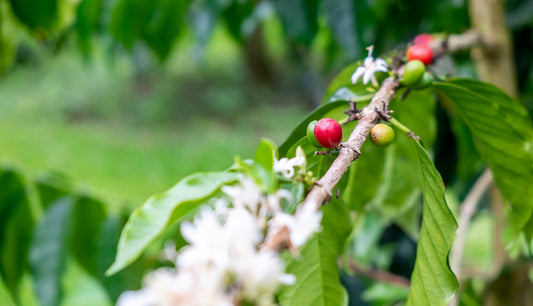 What Is Peaberry Coffee? Why This “Single Bean” Mutation Is the World’s Best Secret