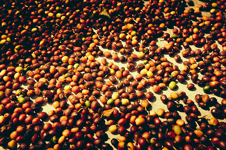 natural coffee drying