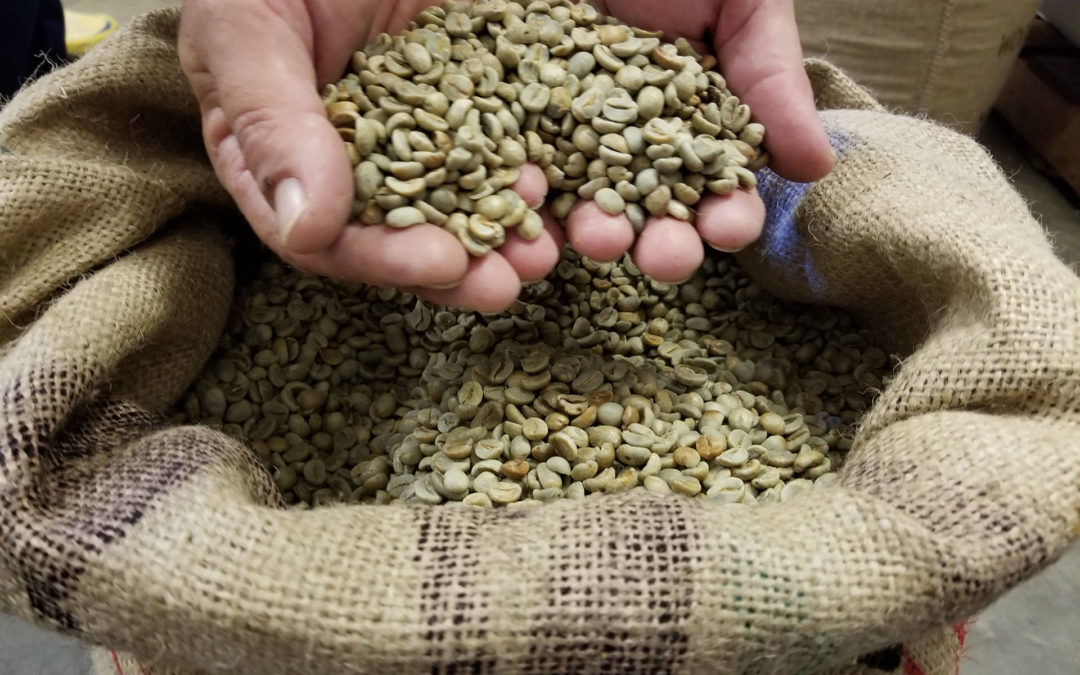 green coffee beans in a heart shape in hands