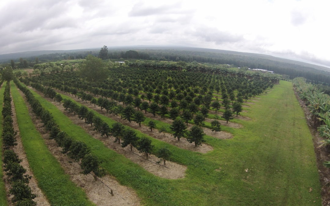 Drone view of coffee fields