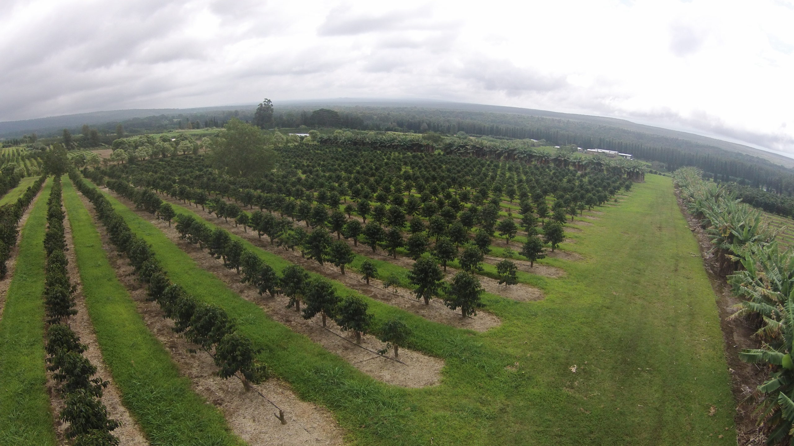 Drone view of coffee fields