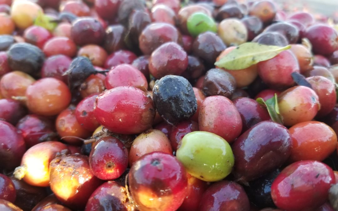 Ka’u Coffee Cherry Harvest Begins!