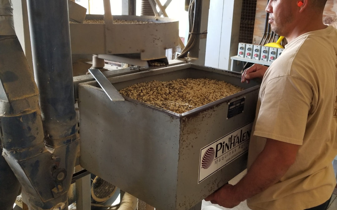 Parchment to Green Bean- Dry Milling Process