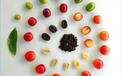 The Anatomy Of A Coffee Bean