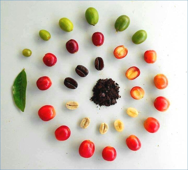 The Anatomy Of A Coffee Bean