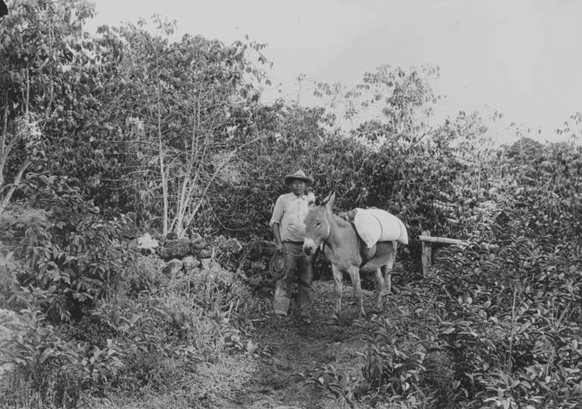 Historical photo of coffee farmers