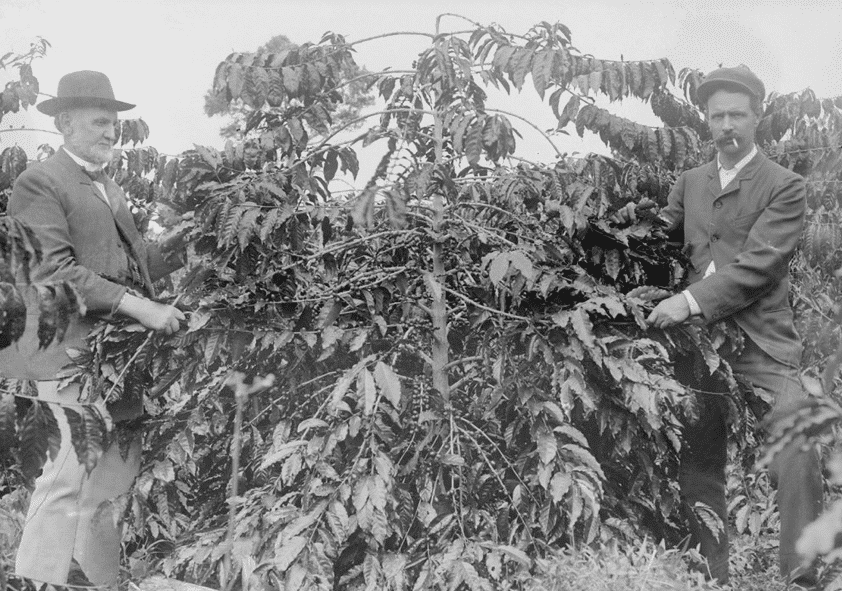 Historical photo of coffee farmers