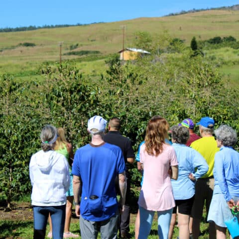 ka'u coffee tour